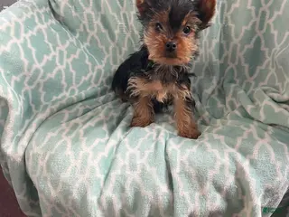 Yorkshire Terrier dogs William - Ad 10