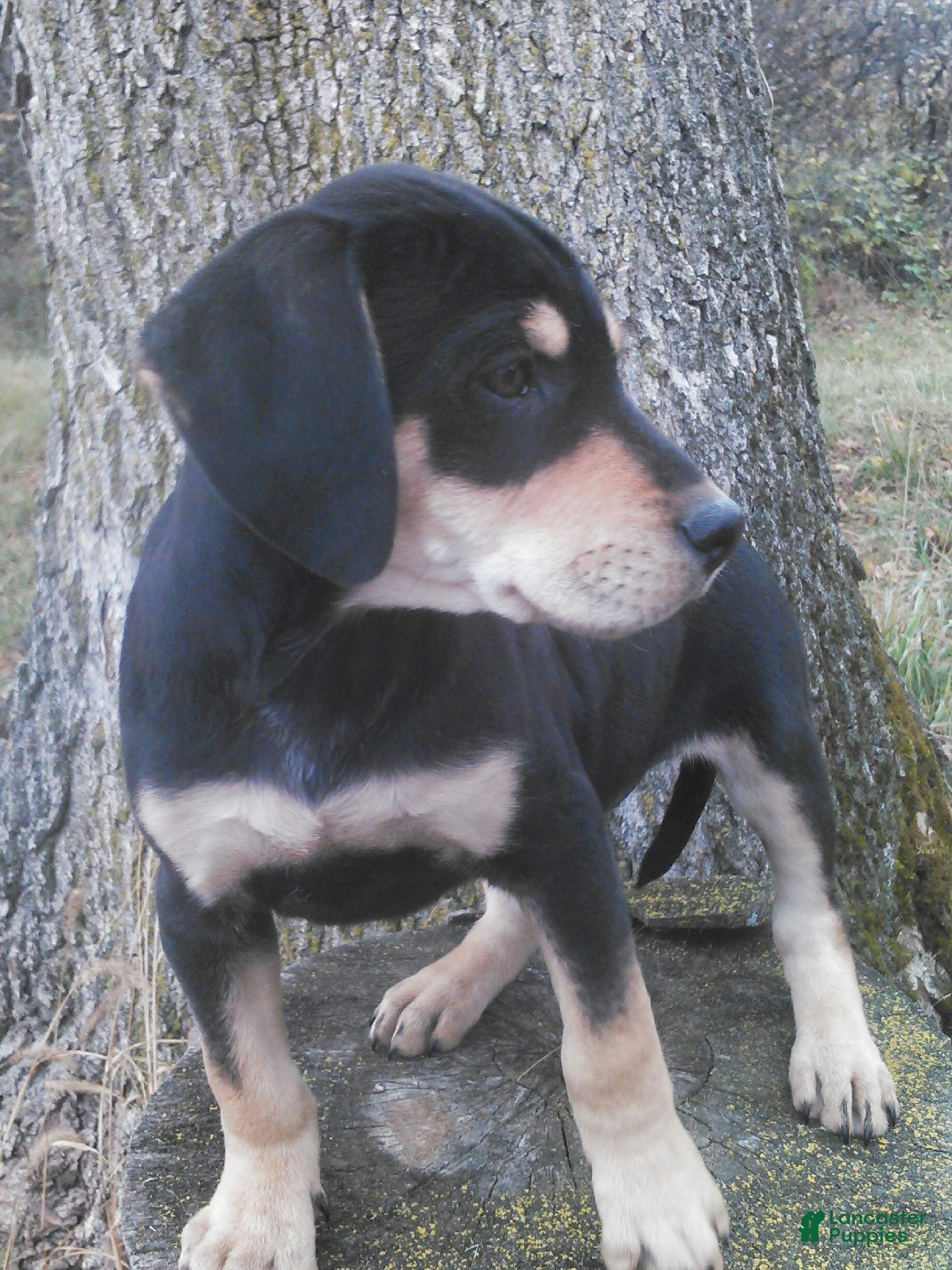 Sheprador dogs Sheprador Puppy 2 - Ad 1
