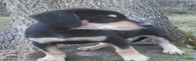 Sheprador Puppy 2