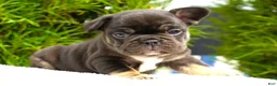 French Bulldog dogs for sale: Truffle - Ad 5