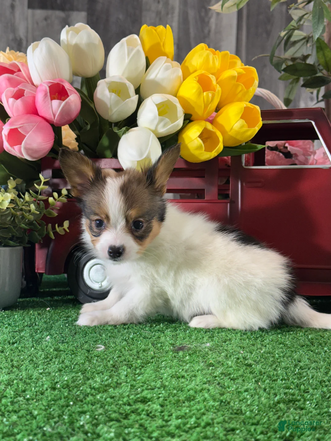 Papillon dogs for sale: Ricky 🐠 - Ad 2
