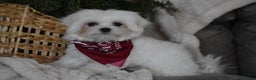 Maltese dogs for sale: Toby - Ad 4