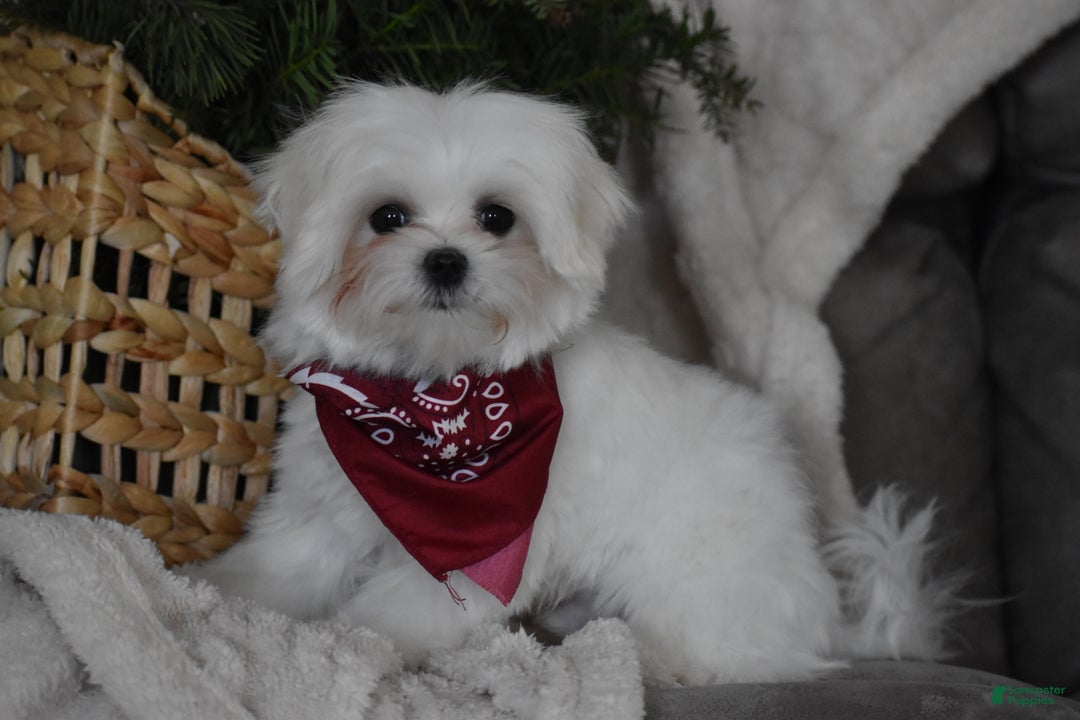 Maltese dogs for sale: Toby - Ad 4