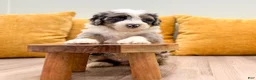 Mini Bernedoodle dogs for sale: Hank - Ad 4