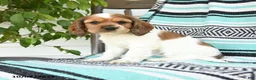 Cocker Spaniel dogs for sale: Darla - Ad 3