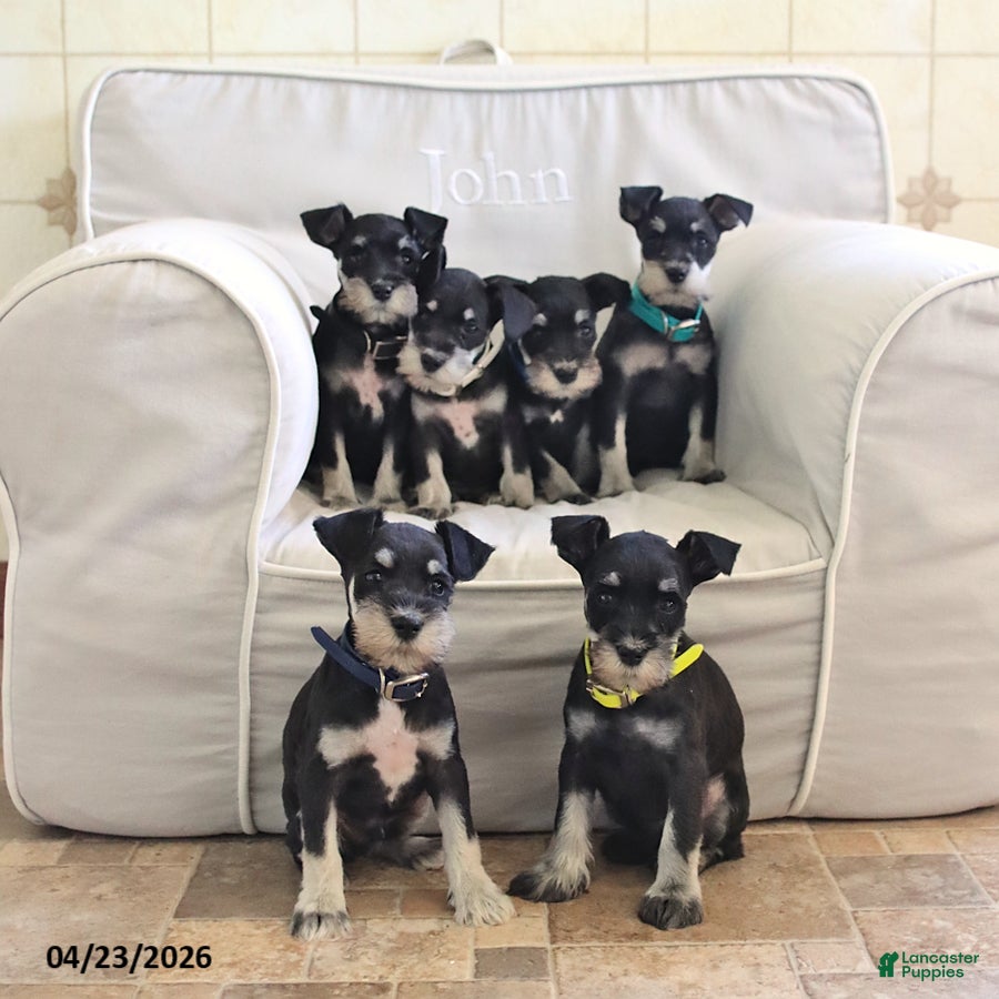 Miniature Schnauzer dogs Fern - Ad 2