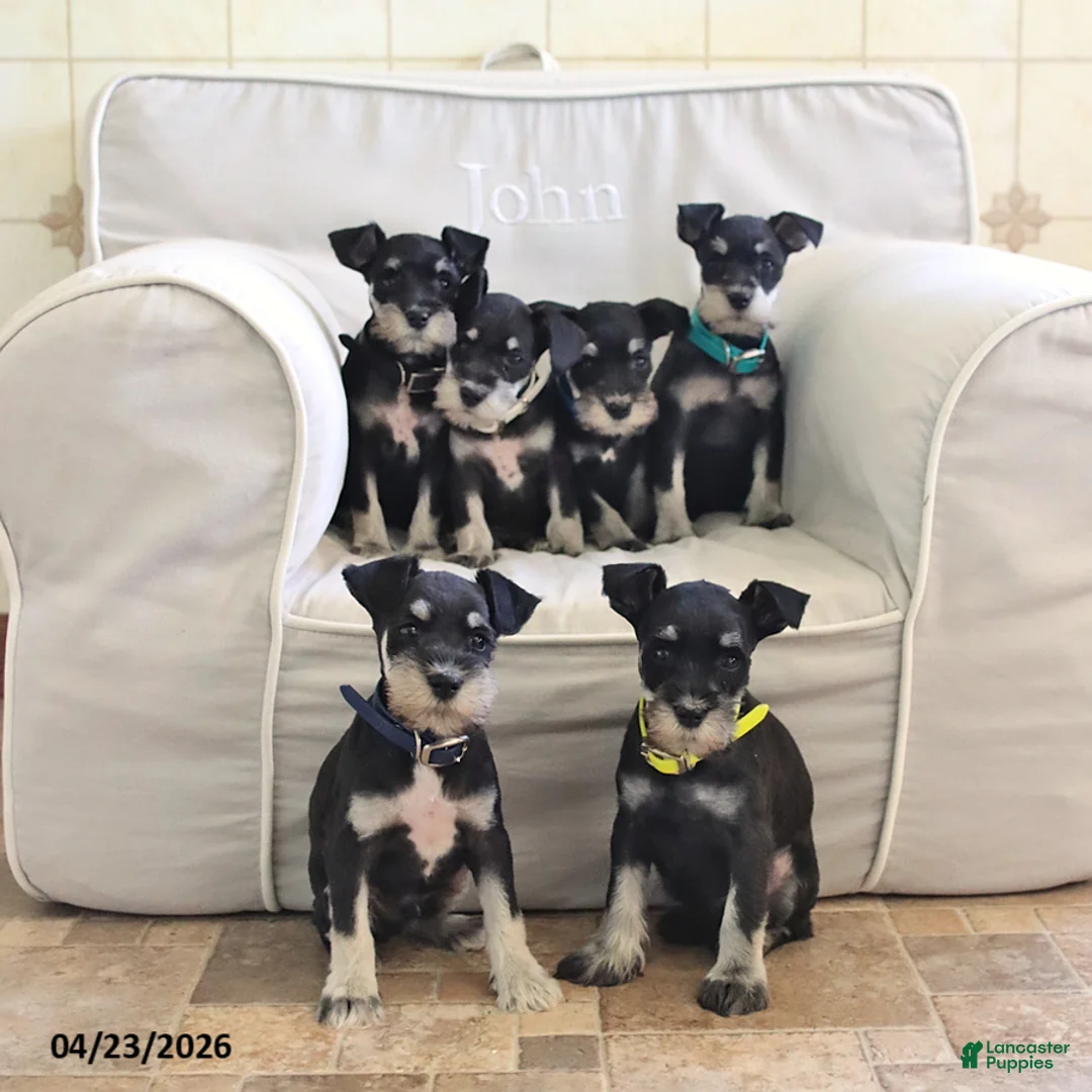 Miniature Schnauzer dogs for sale: Fern - Ad 2