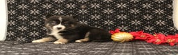 Pomsky dogs for sale: Vesper - Ad 4