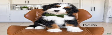 Koda