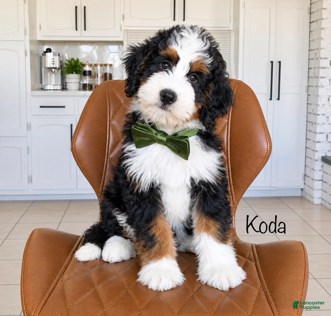 Bernedoodle dogs for sale: Koda - Ad 1