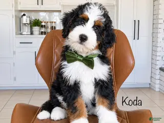 Bernedoodle dogs Koda - Ad 35