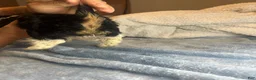 Teddy Bear dogs for sale: Rocky  - Ad 4