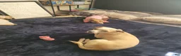 Chihuahua dogs for sale: Faith - Ad 4