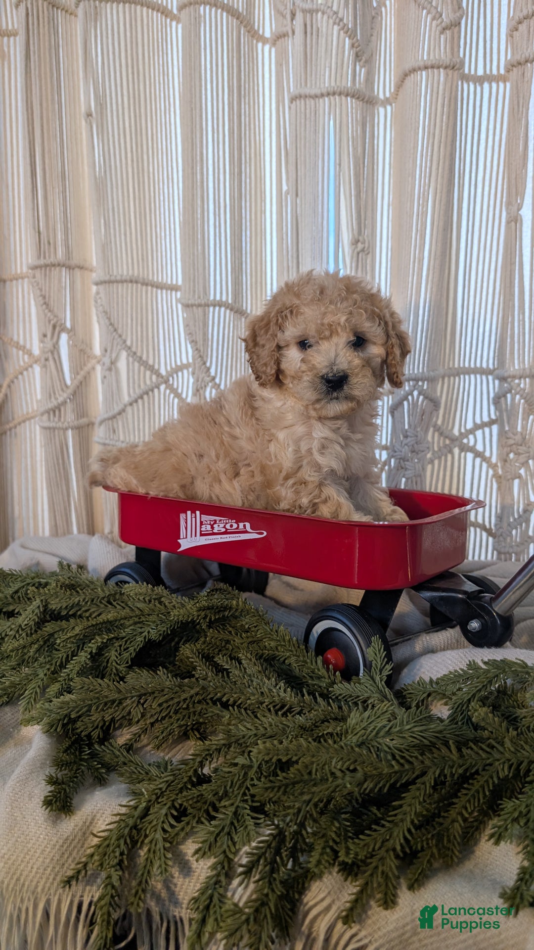 Cavapoo dogs for sale: Azzi - Ad 7