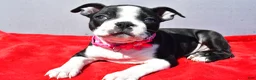 Boston Terrier dogs for sale: Trixie - Ad 5