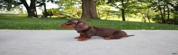 Dachshund dogs for sale: Kobe - Ad 5