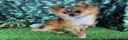 Chihuahua dogs for sale: Chihuahua 1 - Ad 5