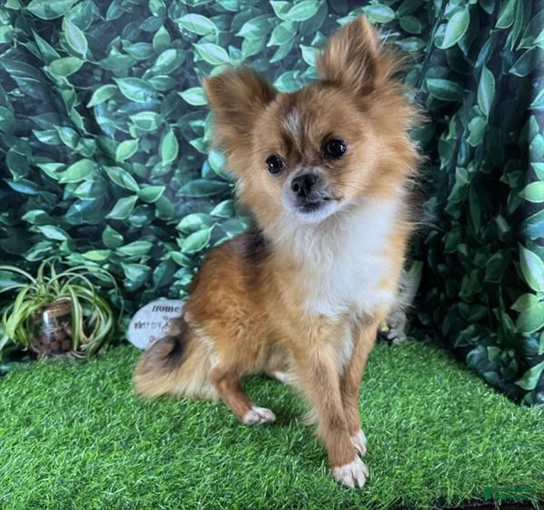 Chihuahua dogs for sale: Chihuahua 1 - Ad 5