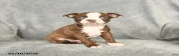 Boston Terrier dogs for sale: Domino - Ad 2