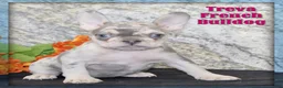 French Bulldog dogs for sale: Treva - Ad 1