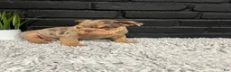 English Bulldog dogs for sale: Juice  - Ad 2