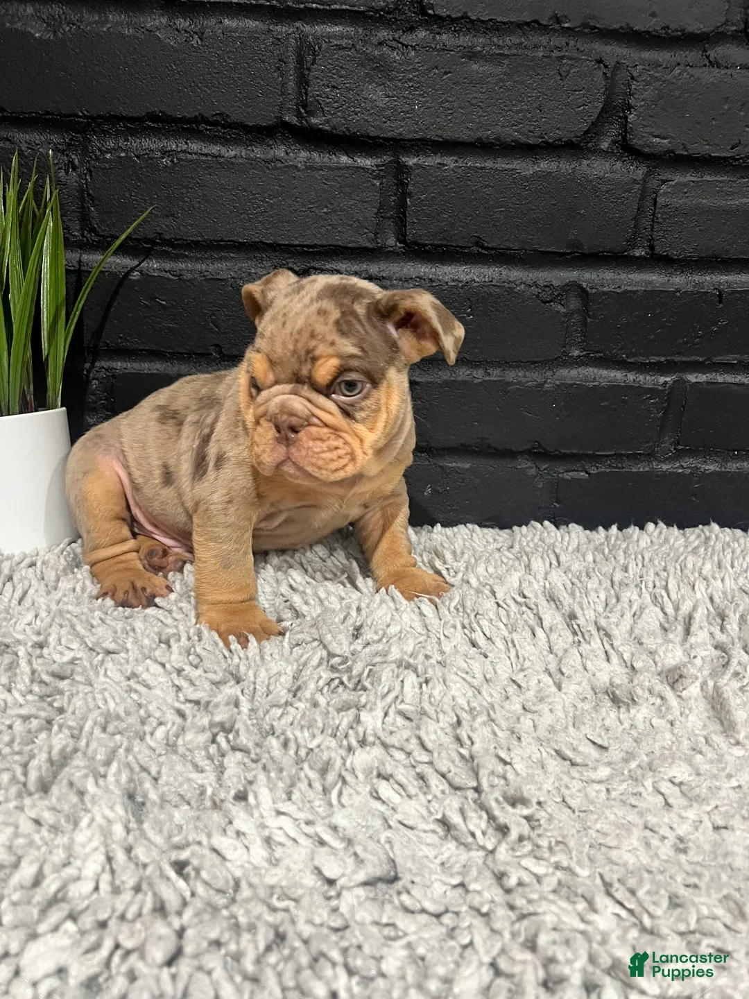 English Bulldog dogs for sale: Juice  - Ad 2