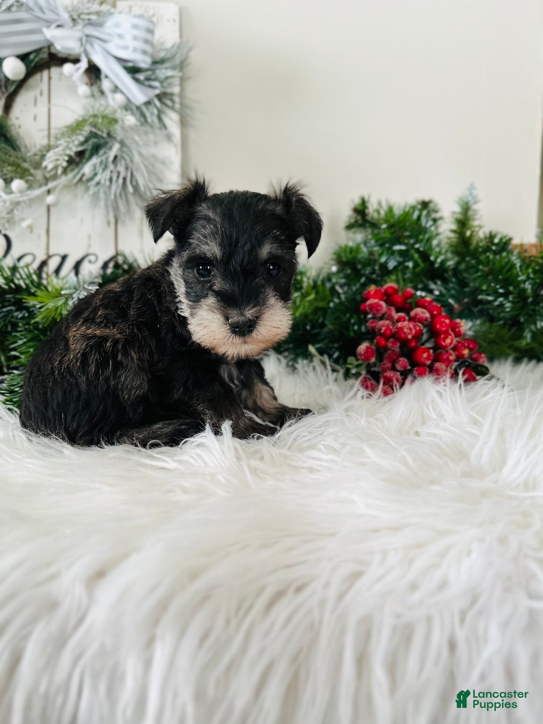 Miniature Schnauzer dogs for sale: Indy - Ad 8