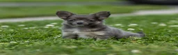 Chihuahua dogs for sale: Waylon Chihuahua Puppy  - Ad 13