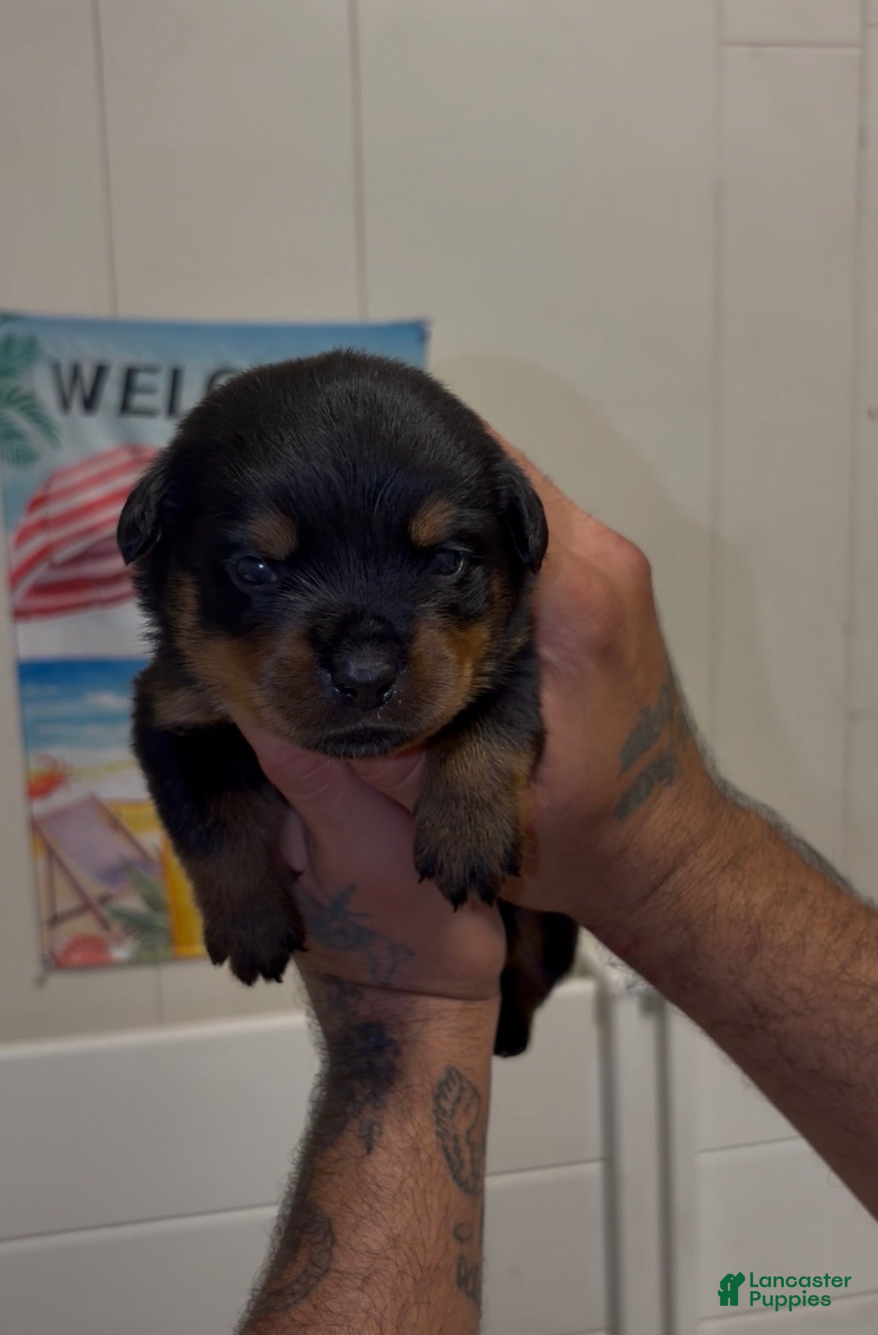 Rottweiler dogs Rottweiler - Ad 37