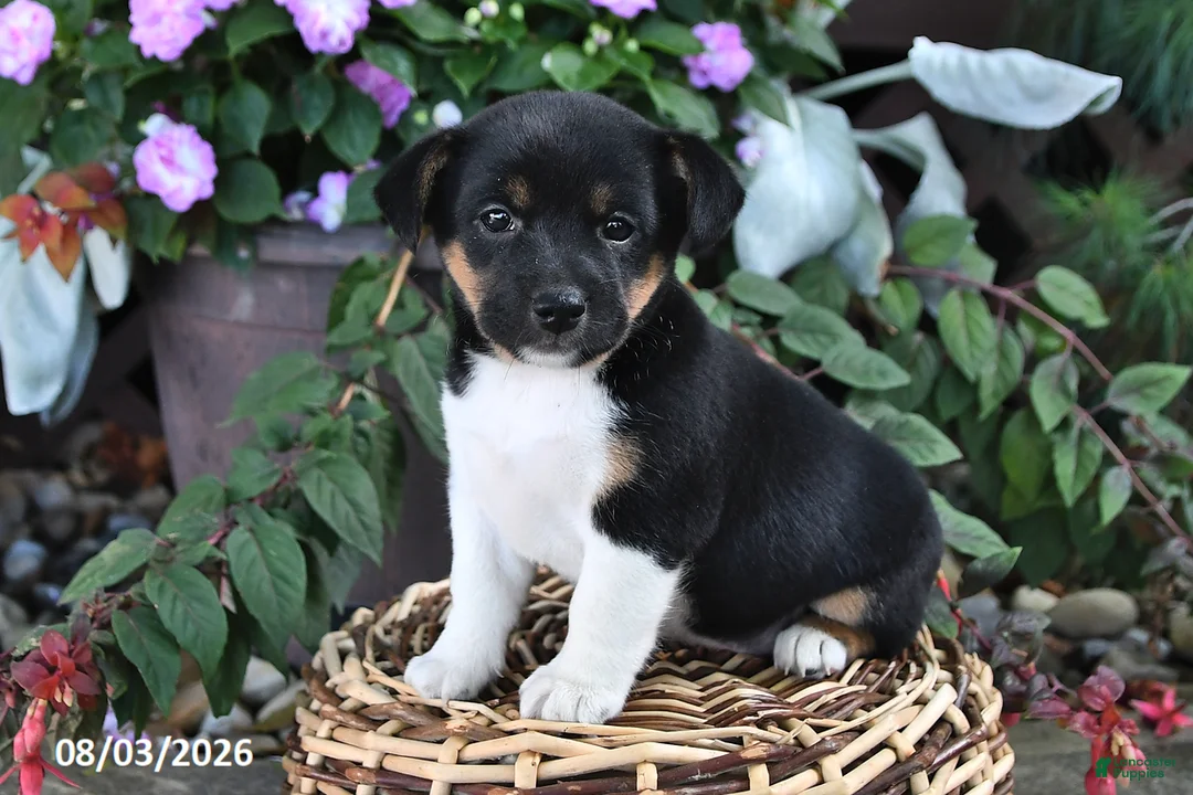 Mixed Breed dogs for sale: Callie - Ad 1