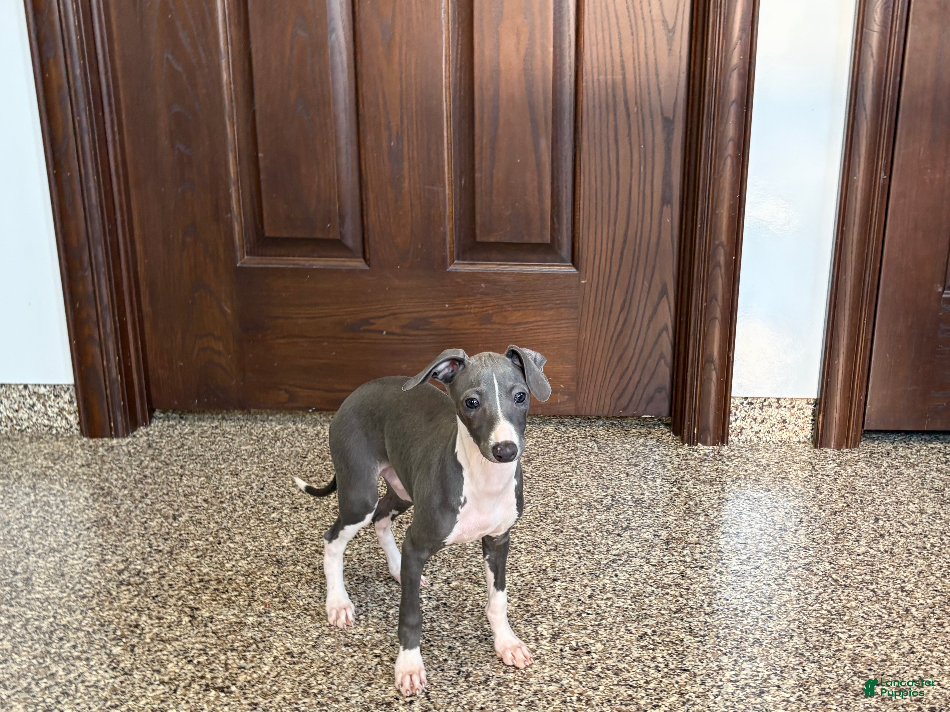 Italian Greyhound dogs Larry - Ad 2