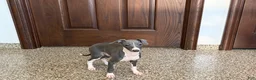 Italian Greyhound dogs for sale: Larry - Ad 2