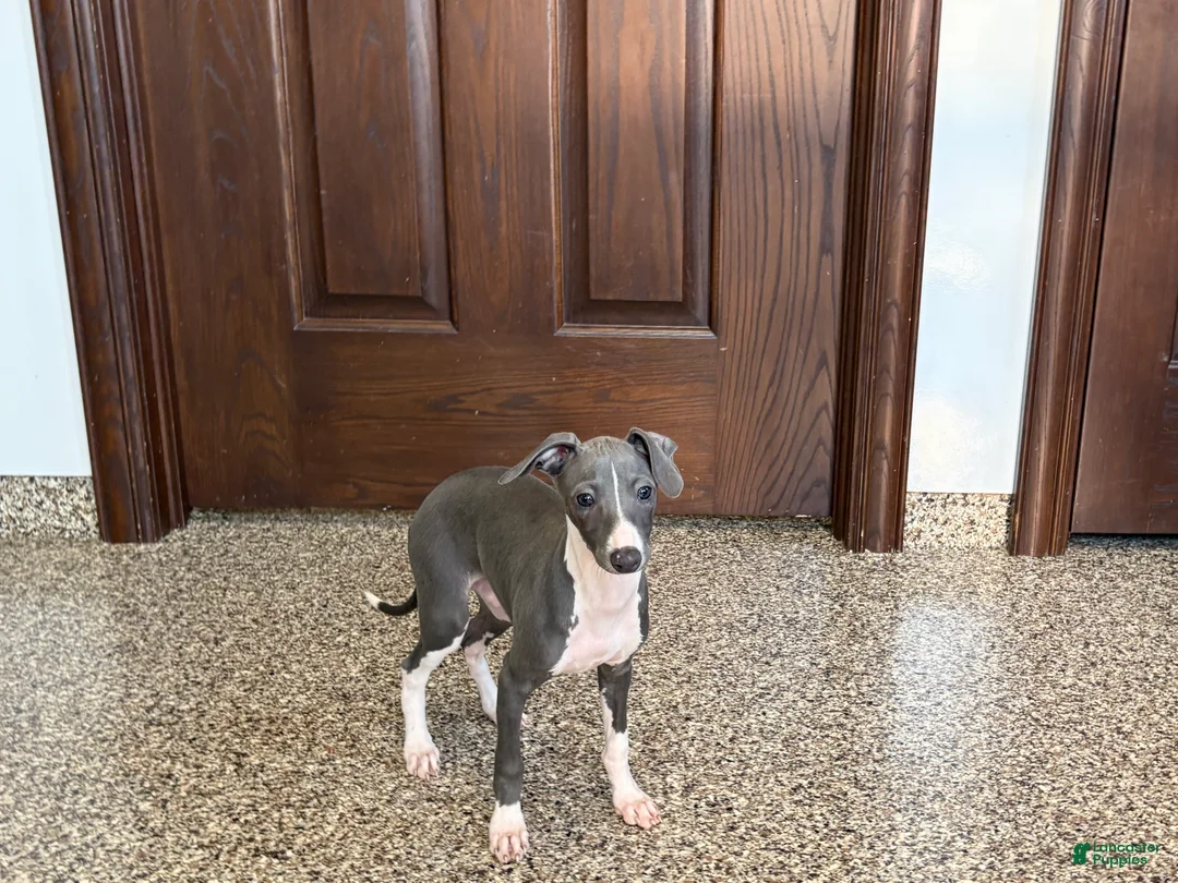 Italian Greyhound dogs for sale: Larry - Ad 2