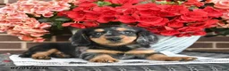 Miniature Dachshund dogs for sale: Toby  - Ad 1