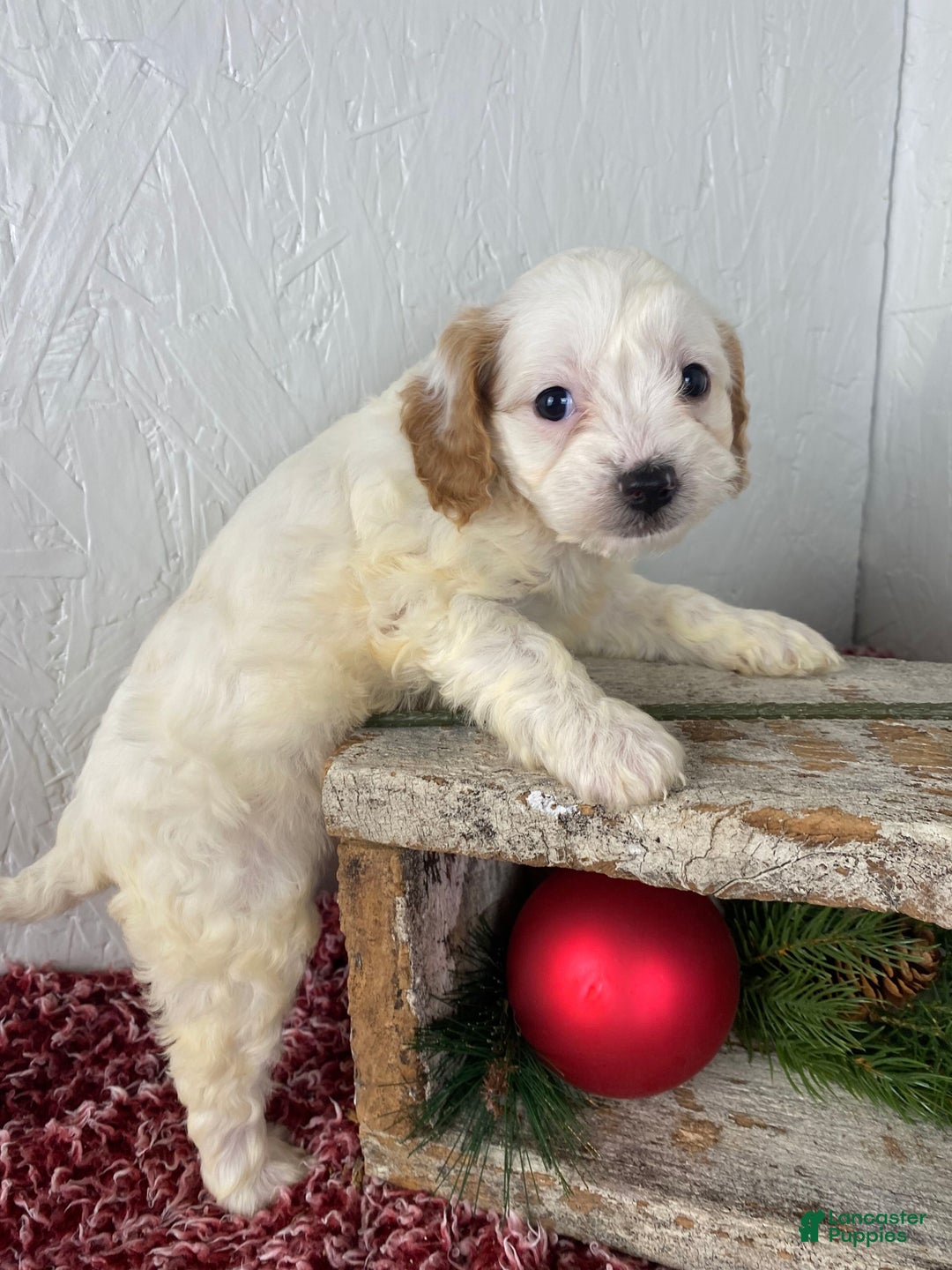 Cockapoo dogs for sale: Chloe - Ad 10