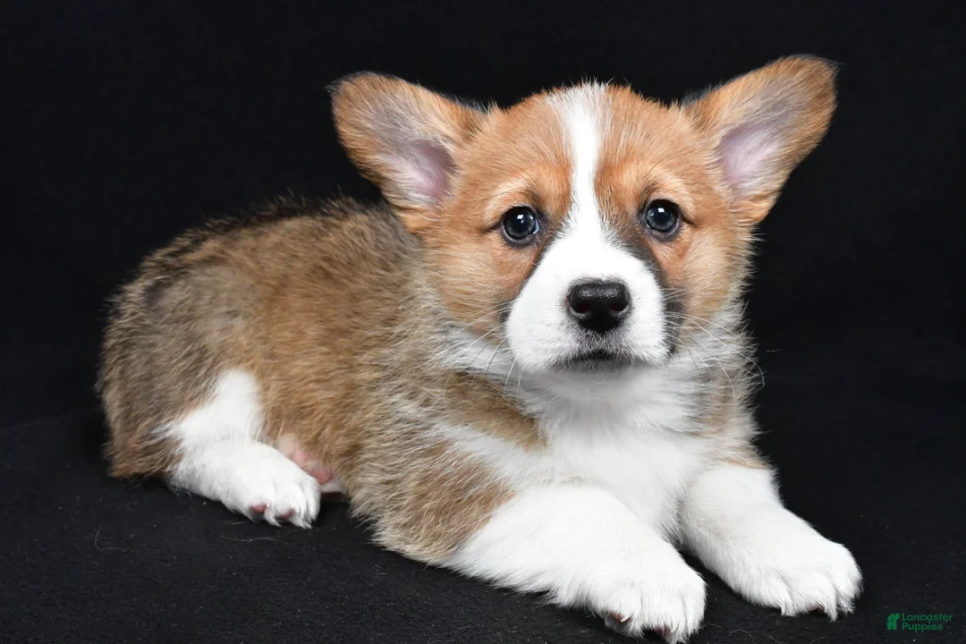 Welsh Corgi Pembroke dogs for sale: Colee - Ad 1