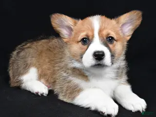 Welsh Corgi Pembroke dogs Colee - Ad 11