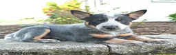 Australian Cattle Dog dogs for sale: Freya - Ad 3