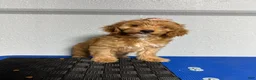 Mini Goldendoodle dogs for sale: Kylie - Ad 2