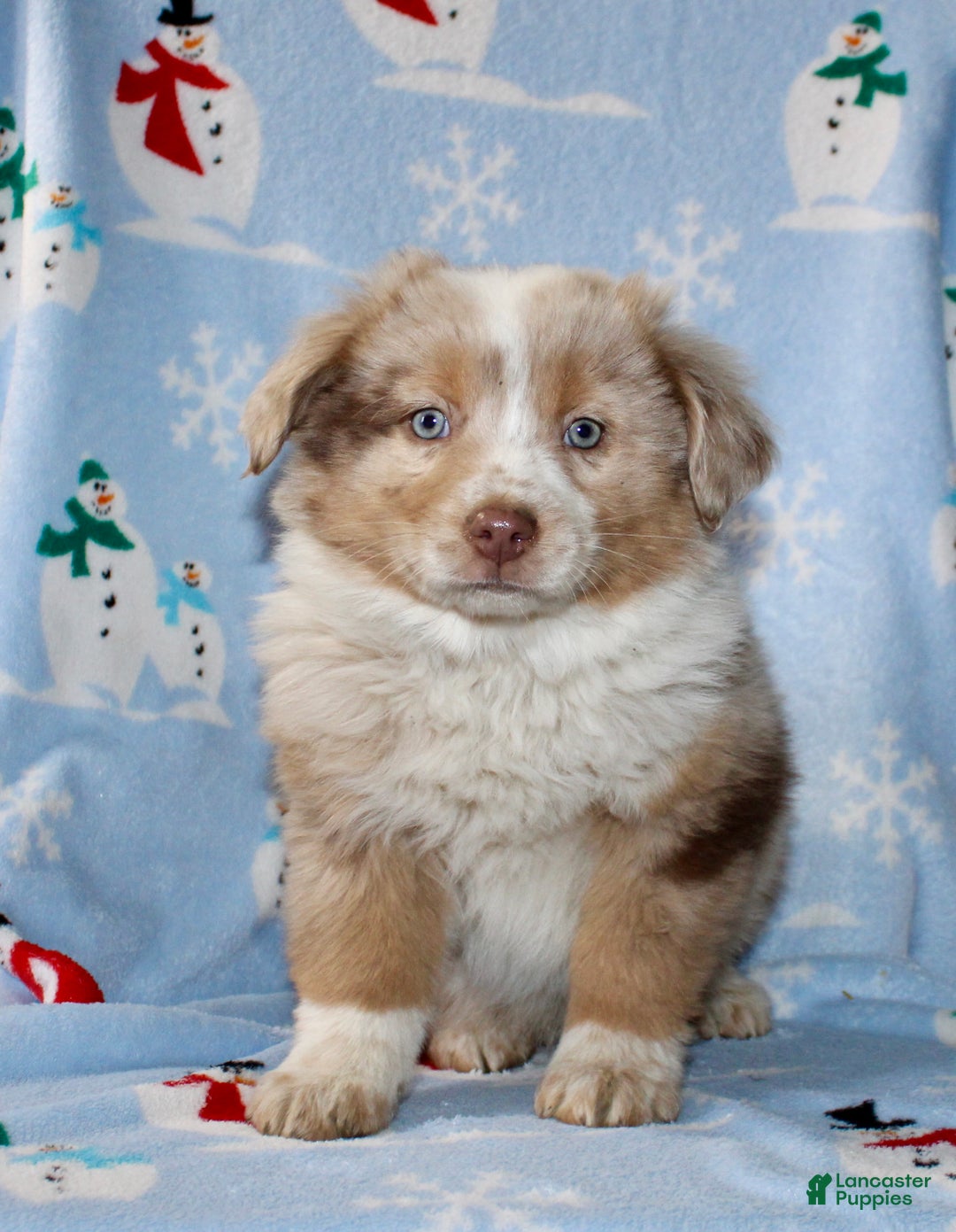 Australian Shepherd dogs for sale: Derick - Ad 2