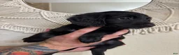 Mixed Breed dogs for sale: Green - Ad 3