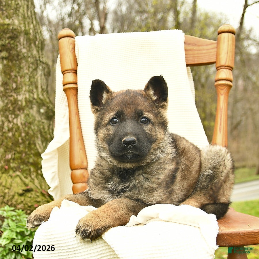 German Shepherd dogs Clarabelle  - Ad 2