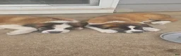 Saint Bernard dogs for sale: Saint Bernard 1 - Ad 5