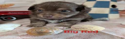 Chihuahua dogs for sale: Big Red ACA - Ad 2