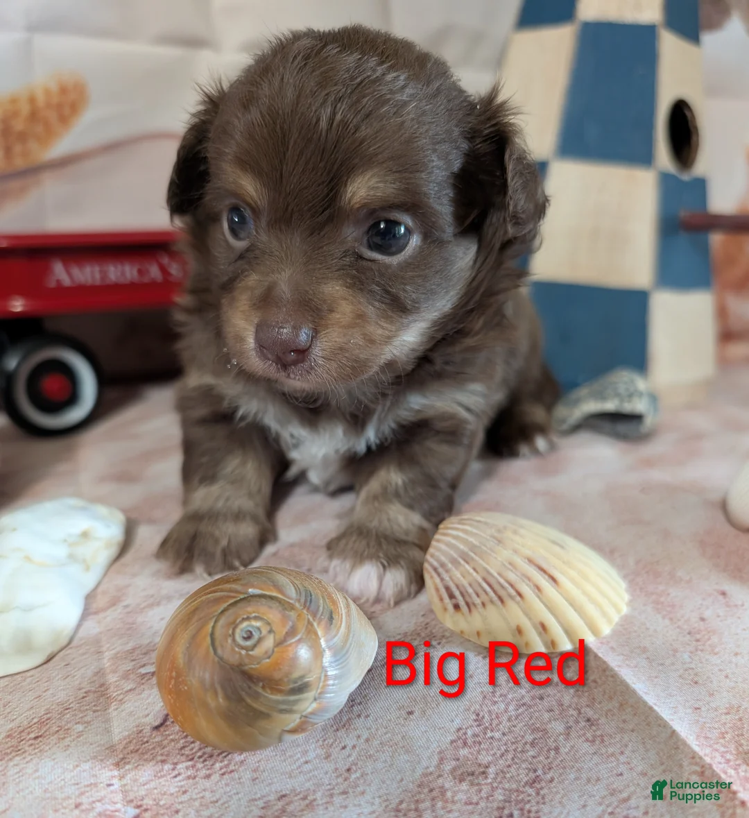 Chihuahua dogs for sale: Big Red ACA - Ad 2