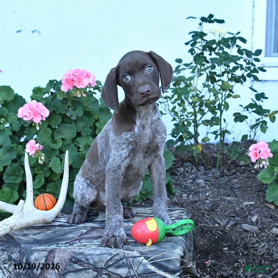 German Shorthaired Pointer dogs Maverick - Ad 2