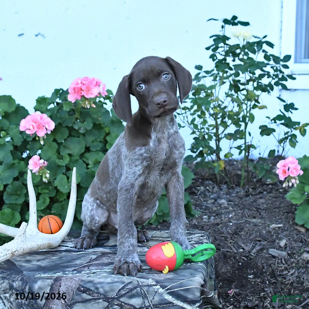 German Shorthaired Pointer dogs for sale: Maverick - Ad 2