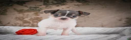 Chihuahua dogs for sale: Alex - Ad 15