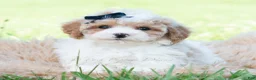 Maltipoo dogs for sale: Dax - Ad 2
