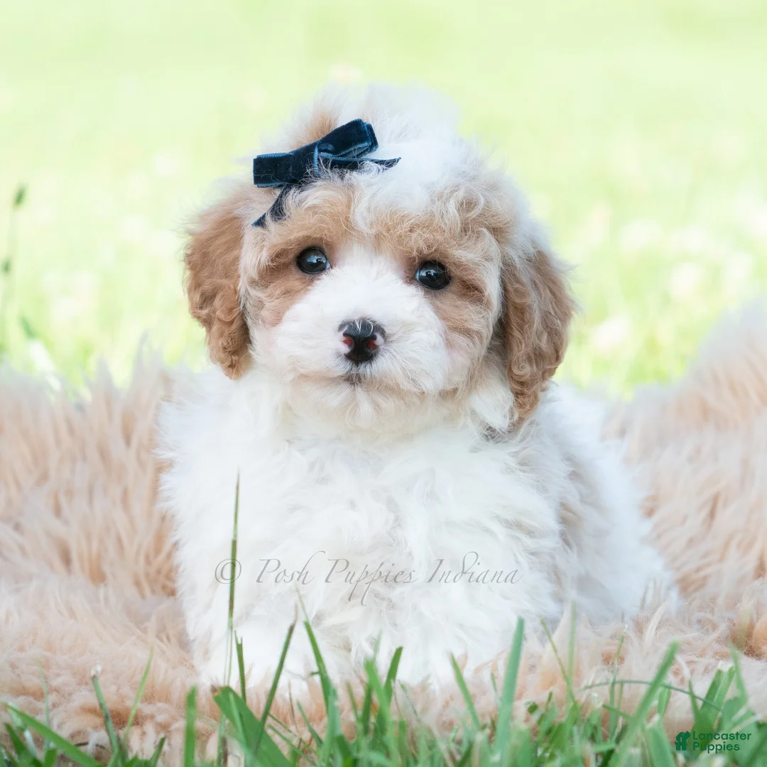 Maltipoo dogs for sale: Dax - Ad 2
